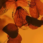 HMR Counseling and Behavioral Services SARF Program number SA0330368 logo