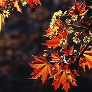 New Hope Counseling Center logo